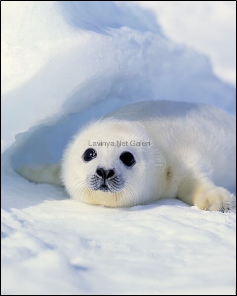 Baby harp seal