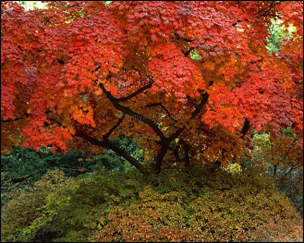 Maple tree
