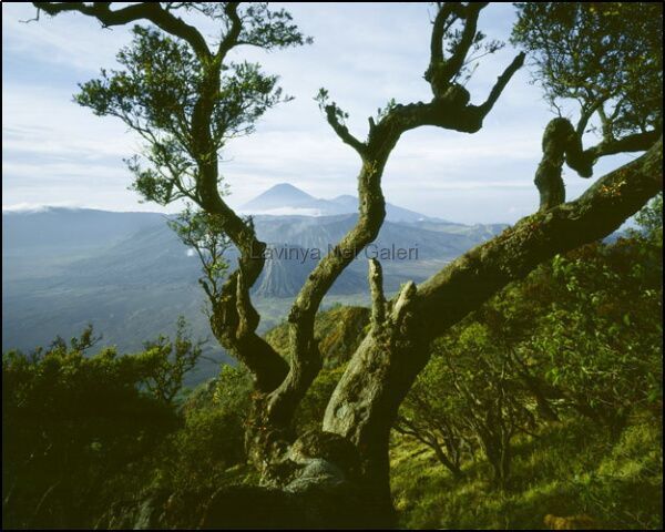 Bromo Caldera