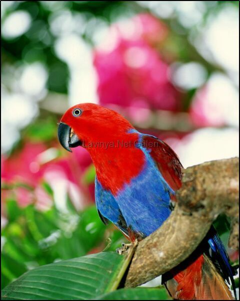 Eclectus parrot