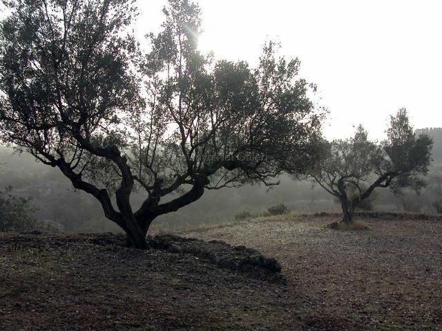 Manzara