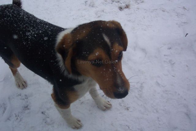 Köpek