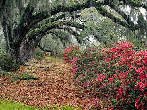 Azaleas and Live Oaks