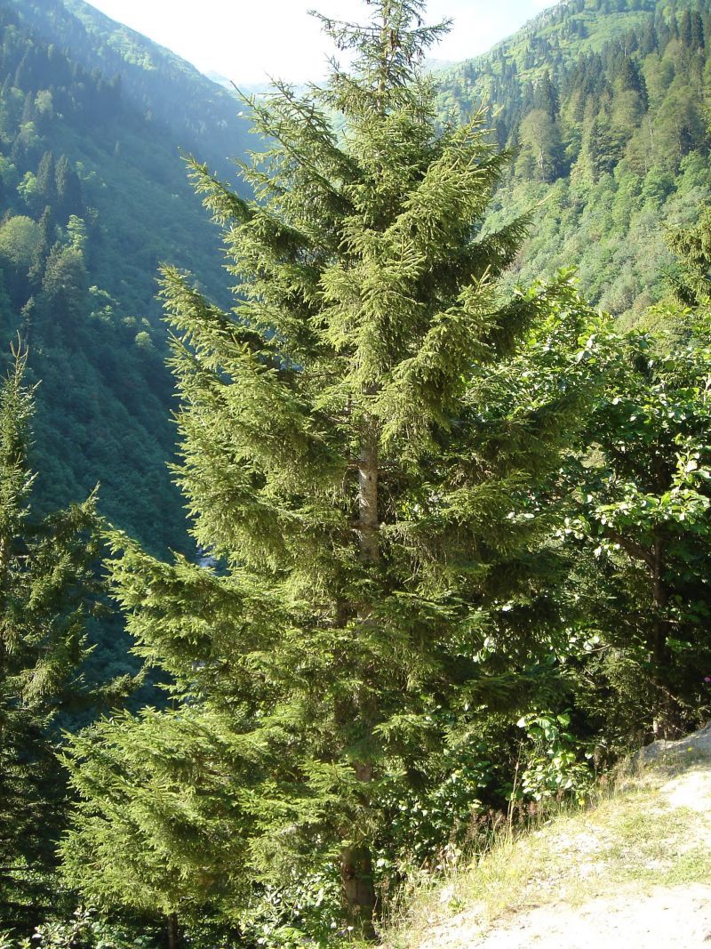 Doğu Ladini