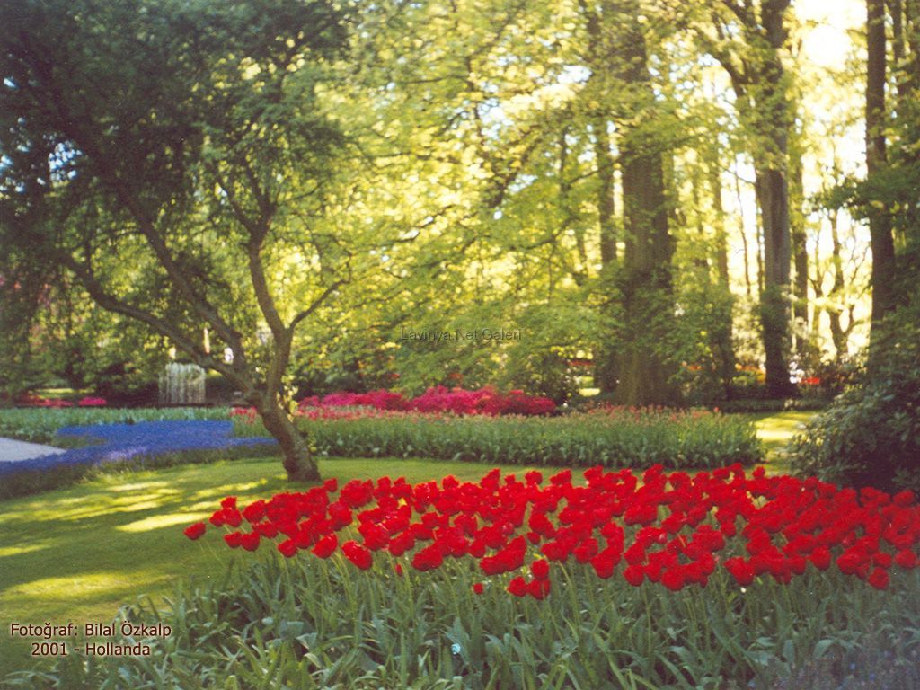 Hollanda lalezar