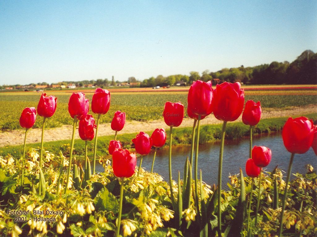Hollanda Lalezar