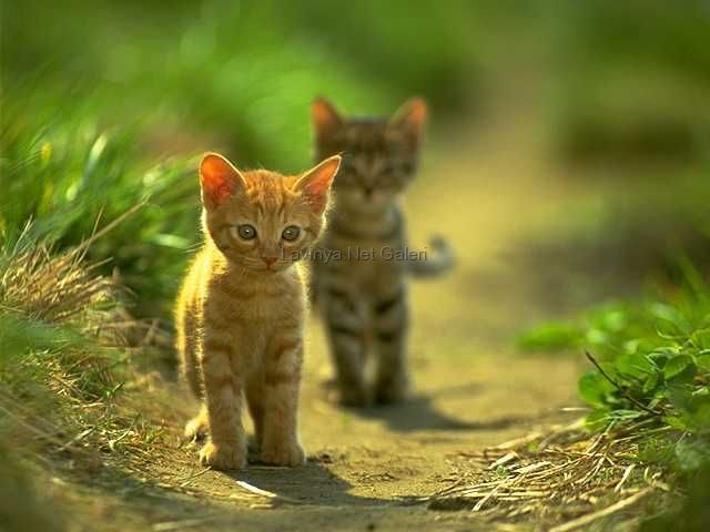 KeDi