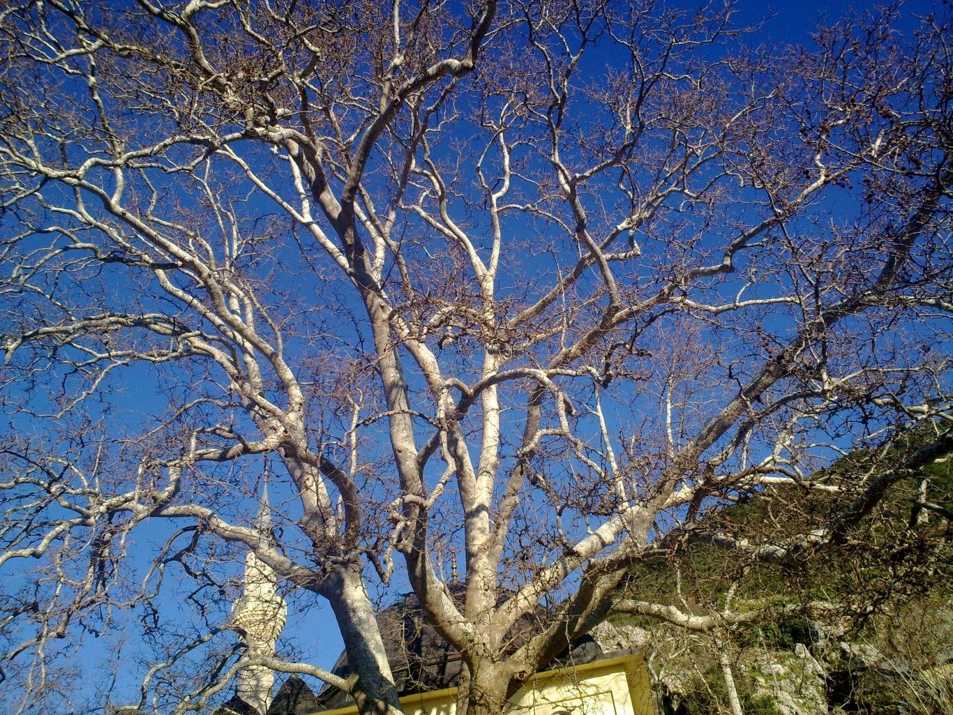 Ağaç
