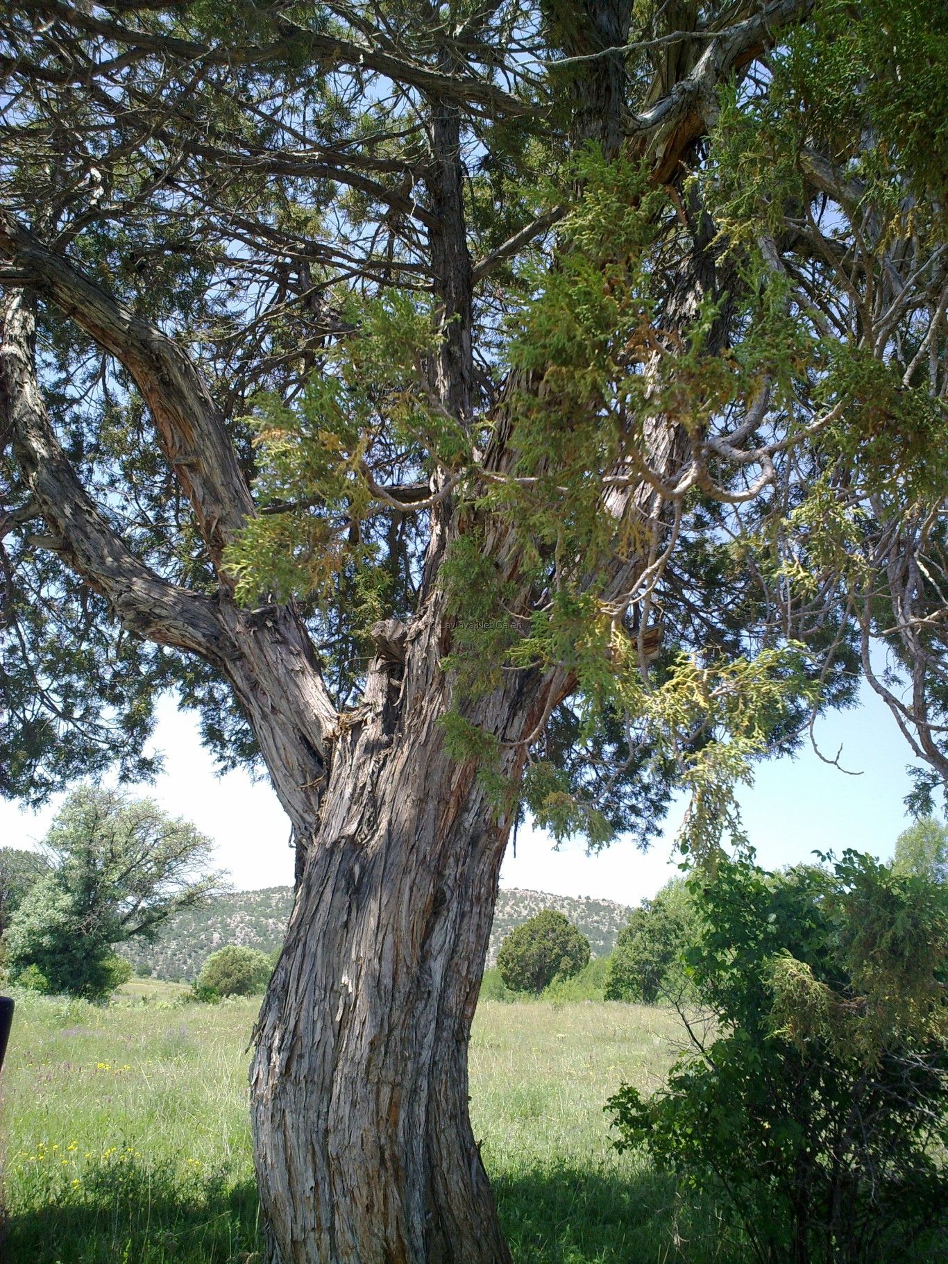Ardıç Ağacı