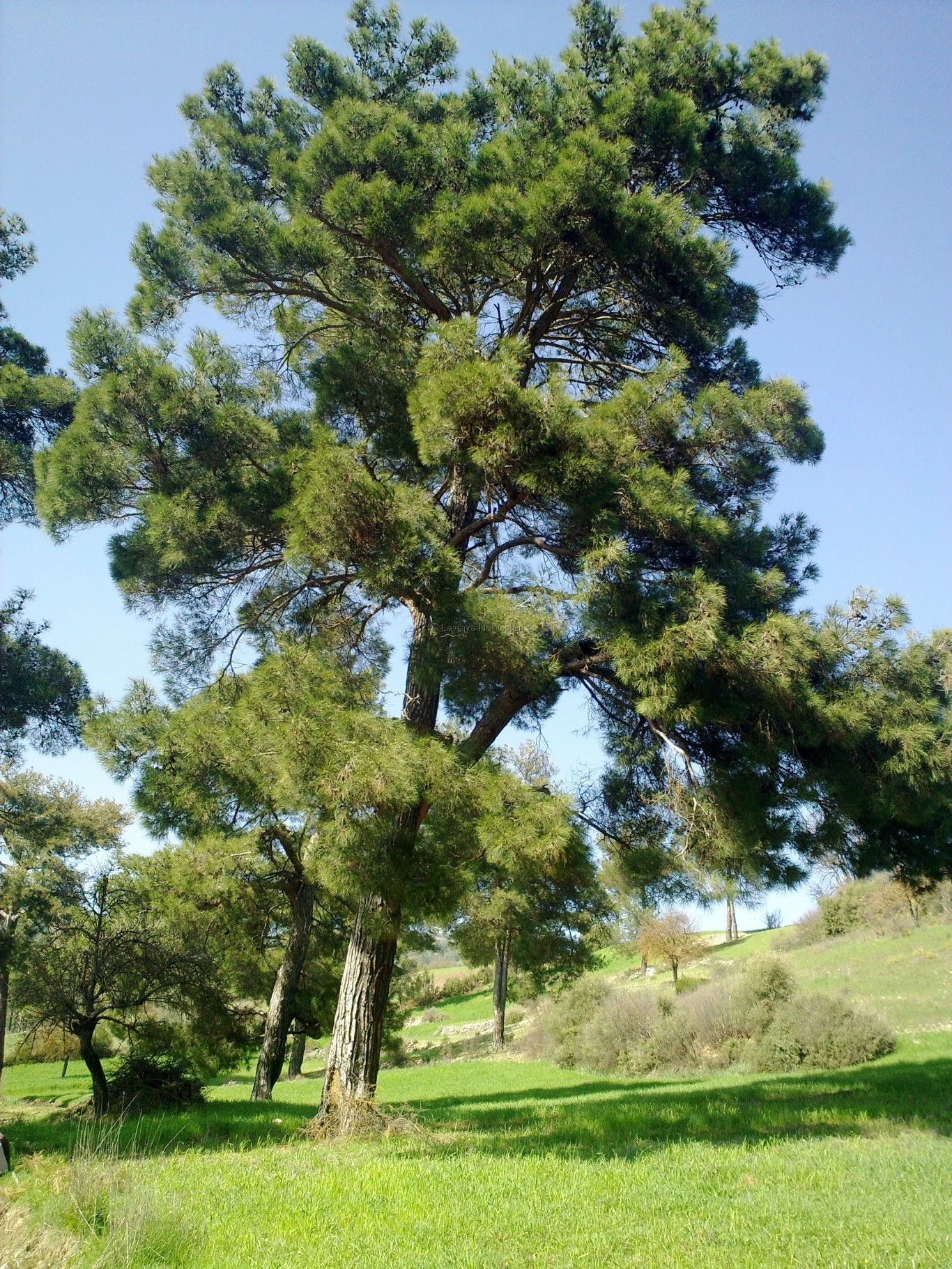 Çam Ağacı