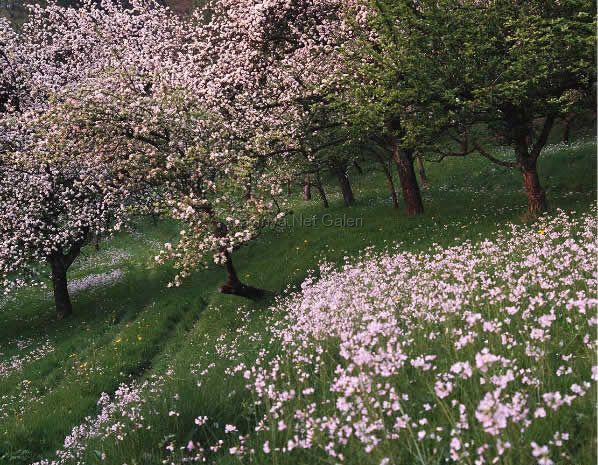 Cherry Trees