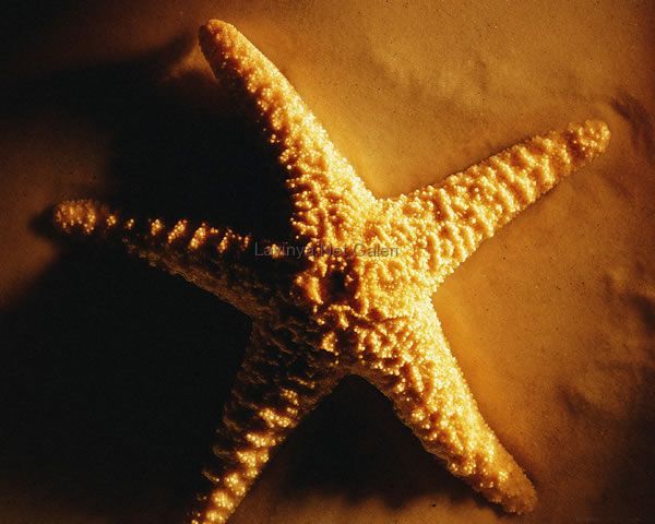 Deniz Yıldızı
