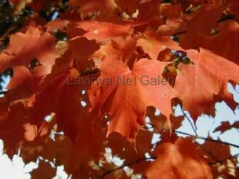 fall-reflections