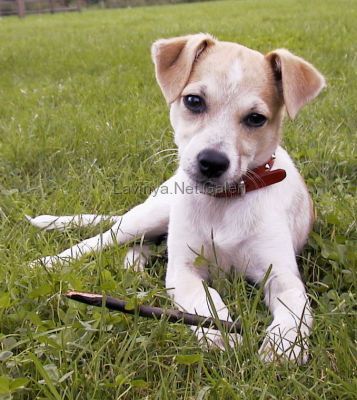 köpek