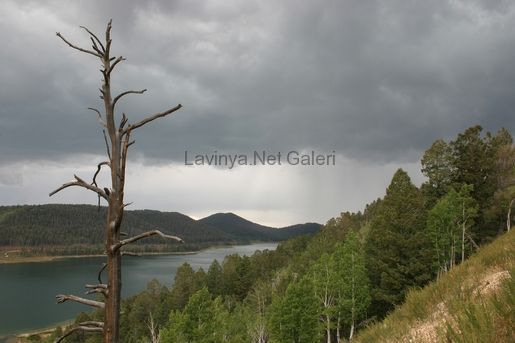 Dixie National Forest