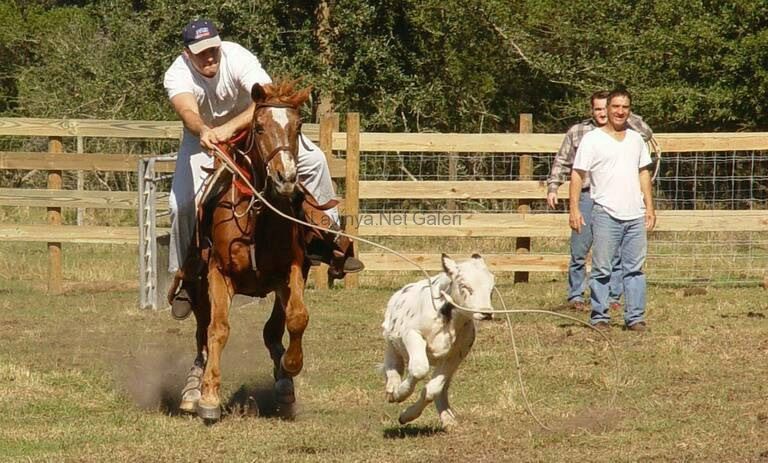 Rodeo