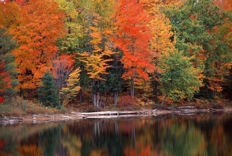 Autumn