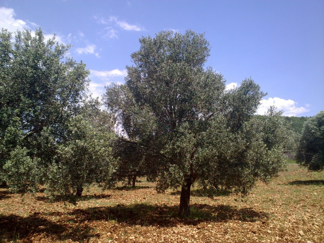 Zeytin Bahçesi
