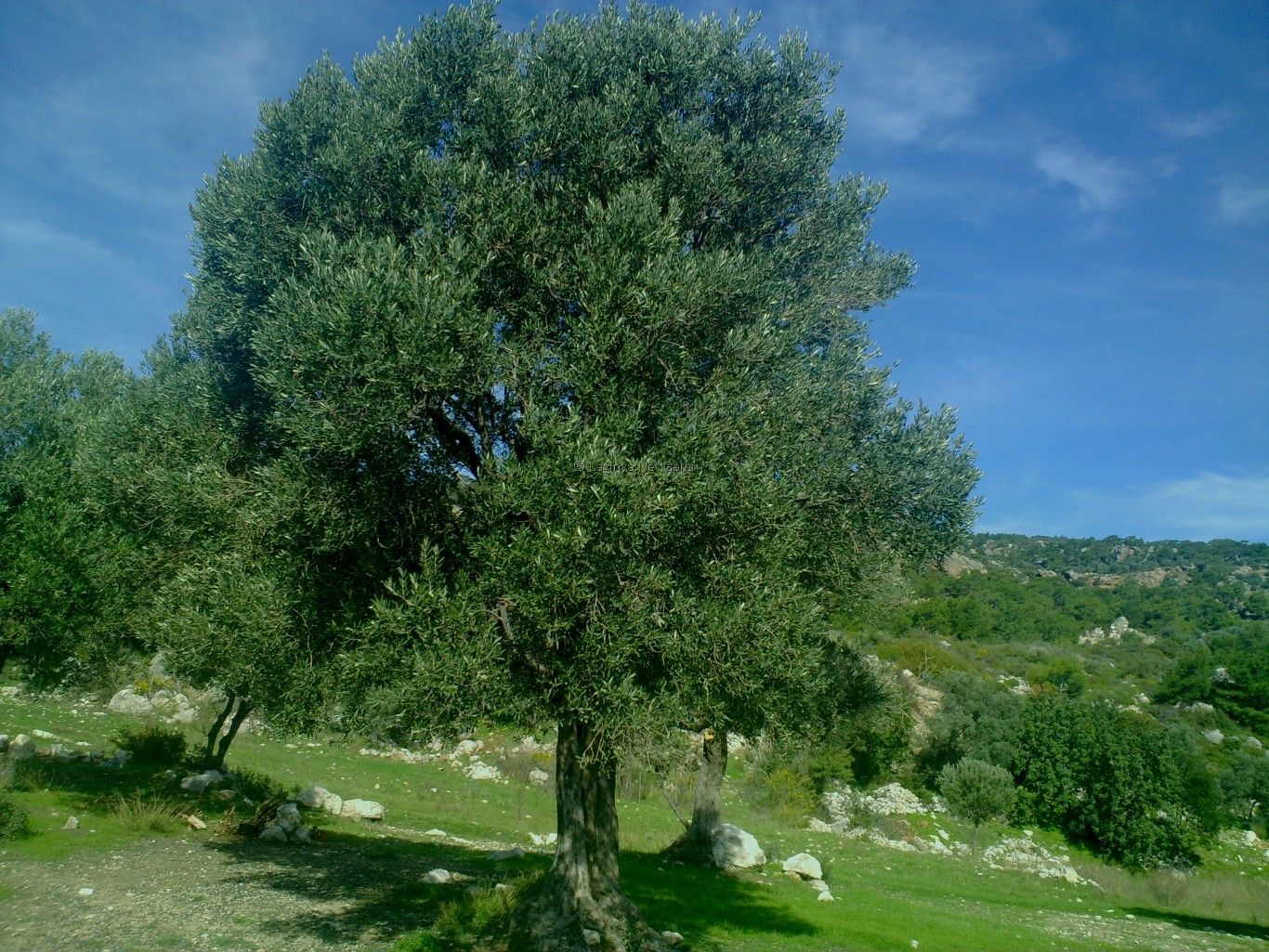 Zeytin Ağacı