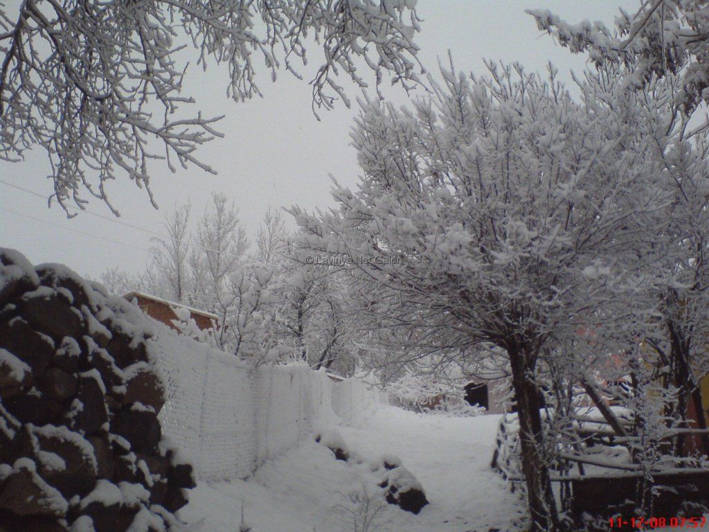 Kar ve ağaçlar 3