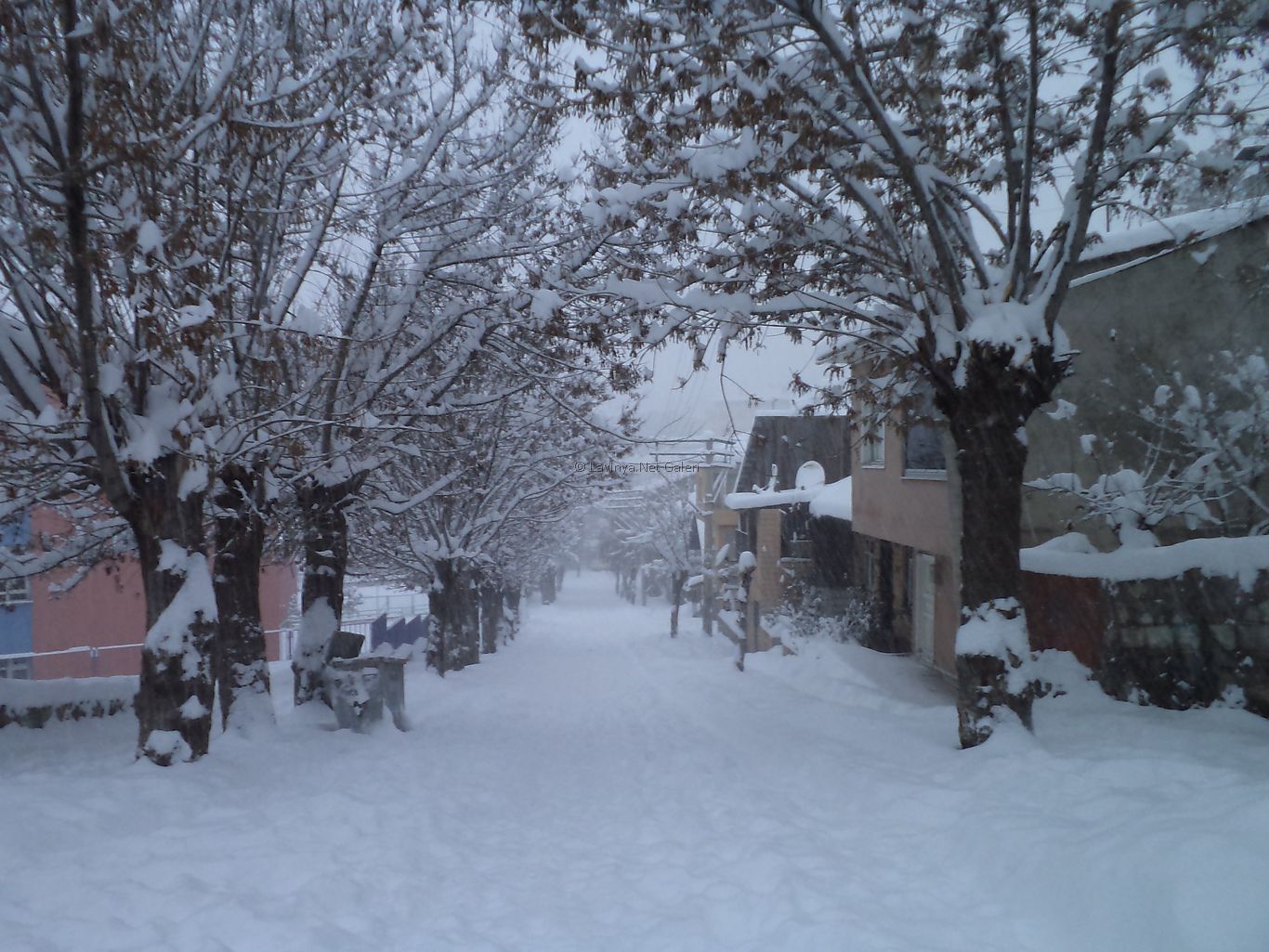 Şebinkarahisar 2013