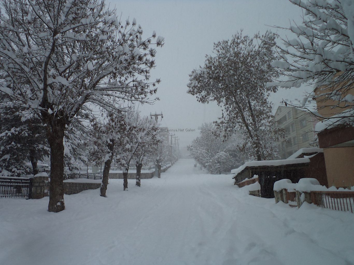 Şebinkarahisar