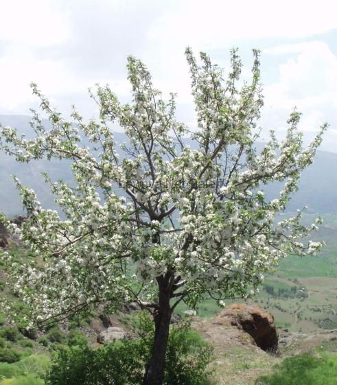 Şebinkarahisar