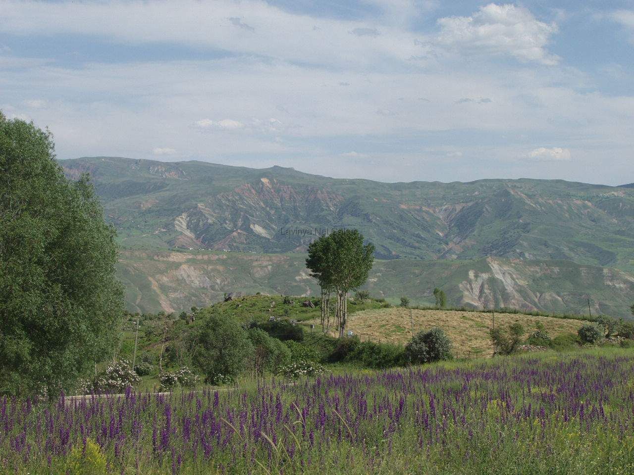 Şebinkarahisar