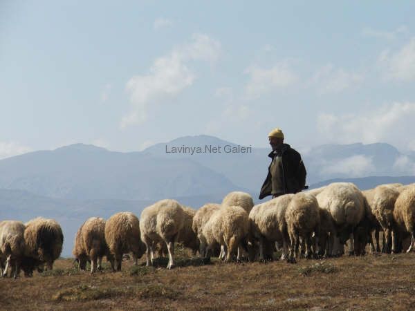 Yayla