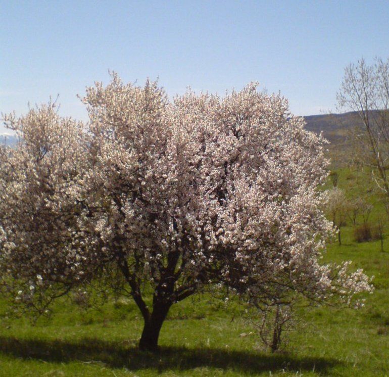 Badem Ağacı
