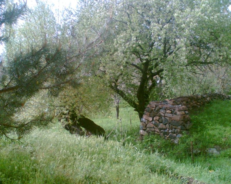 Bahar - Şebinkarahisar