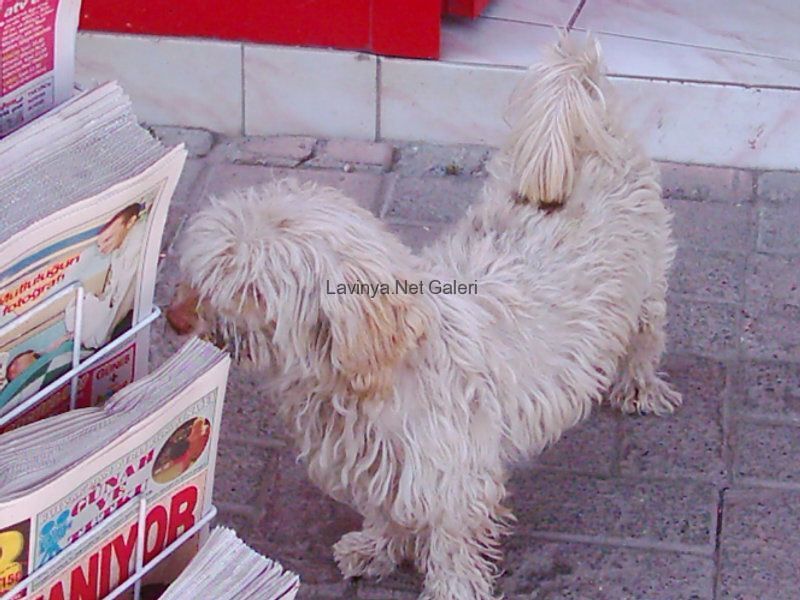 Köpek
