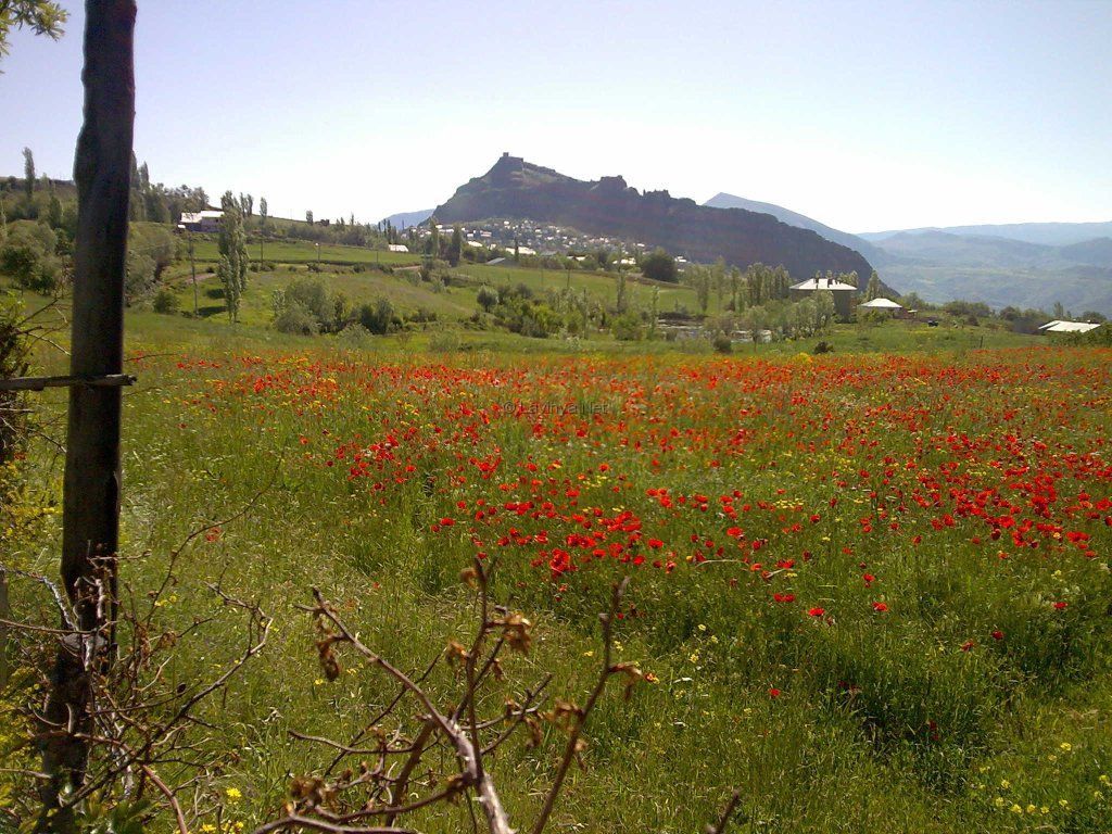 Manzara