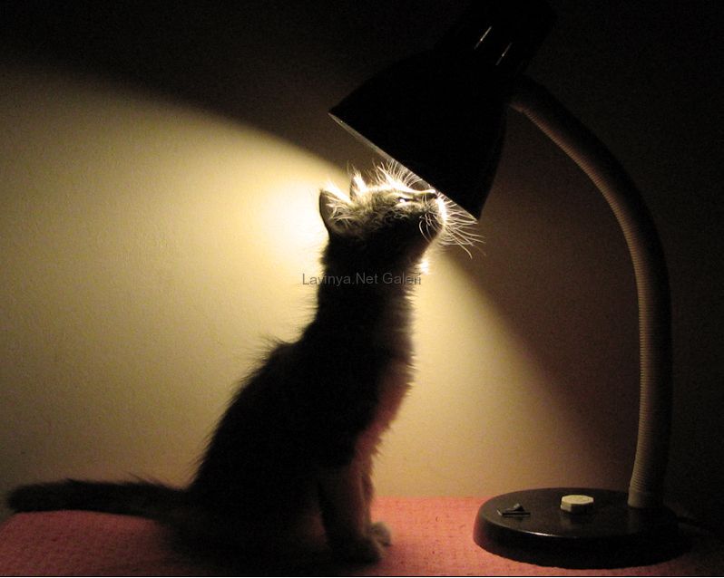 Curiosity