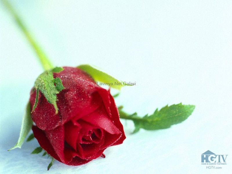 Clasic Rose