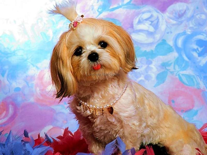 Köpek