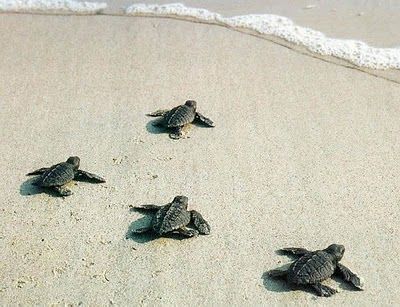 Caretta caretta