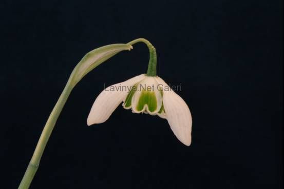 lavinia flower