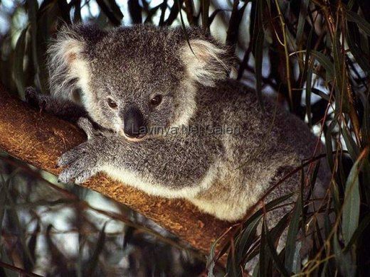 Koala