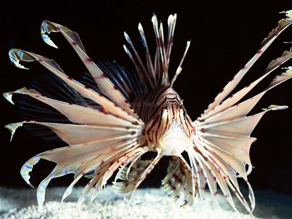 lionfish