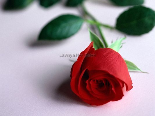 Kırmızı Gül - Red Rose