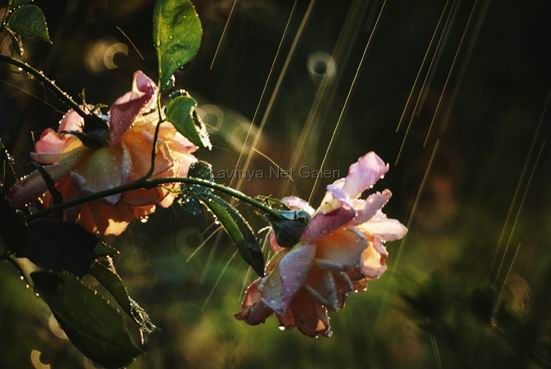 rain&rose