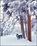 Black wolf