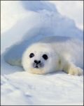 Baby harp seal