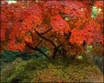 Maple tree