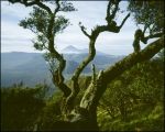 Bromo Caldera