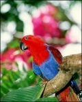 Eclectus parrot
