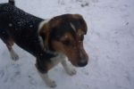 Köpek