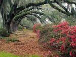 Azaleas and Live Oaks
