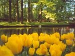 Lalezar Hollanda